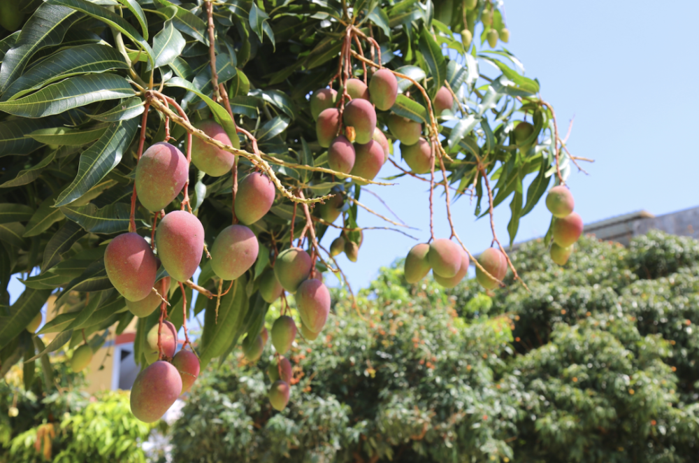 乐享云南好礼元江芒果金凤凰