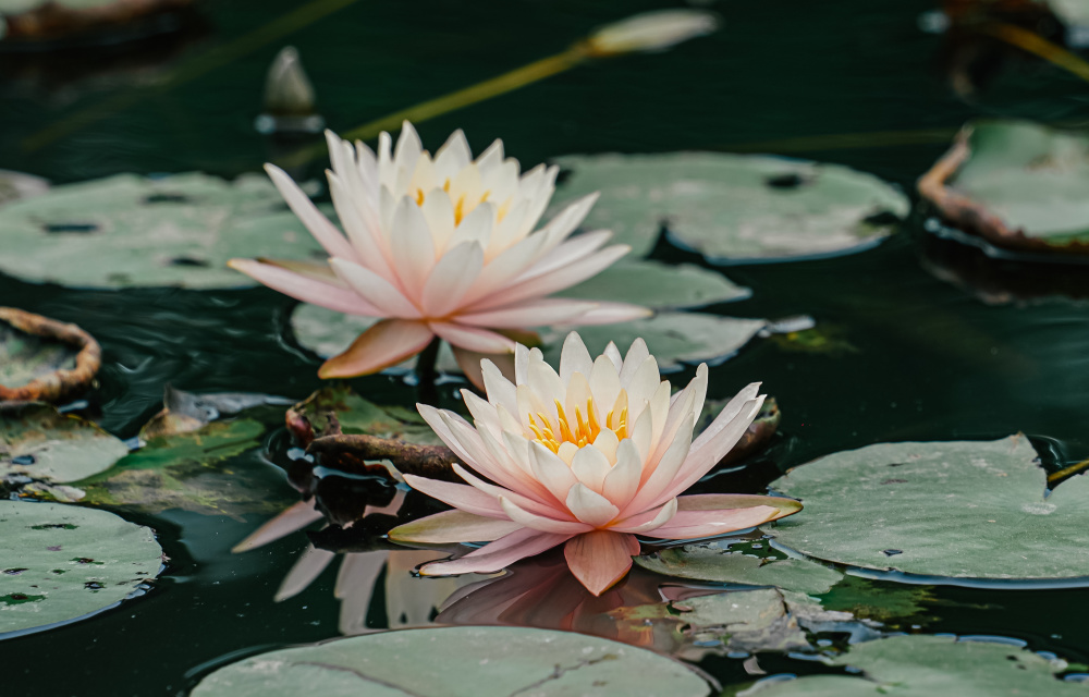 图集|绿野仙踪,一池睡莲盛开