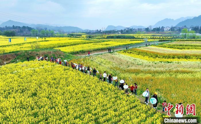 贵州绥阳:七彩油菜花开引客来