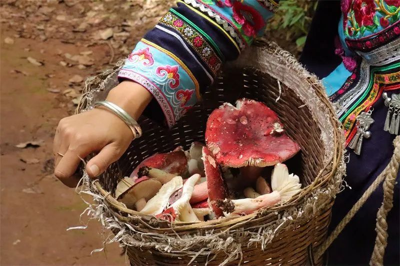 大红菌富含人体所需的多种维生素,氨基酸以及多种微量