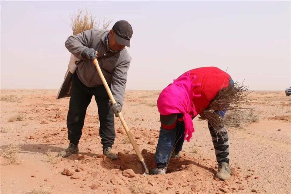在阿拉善盟吉兰泰苗圃,高级工程师巴志峡介绍,花棒和沙枣亩均产苗8万