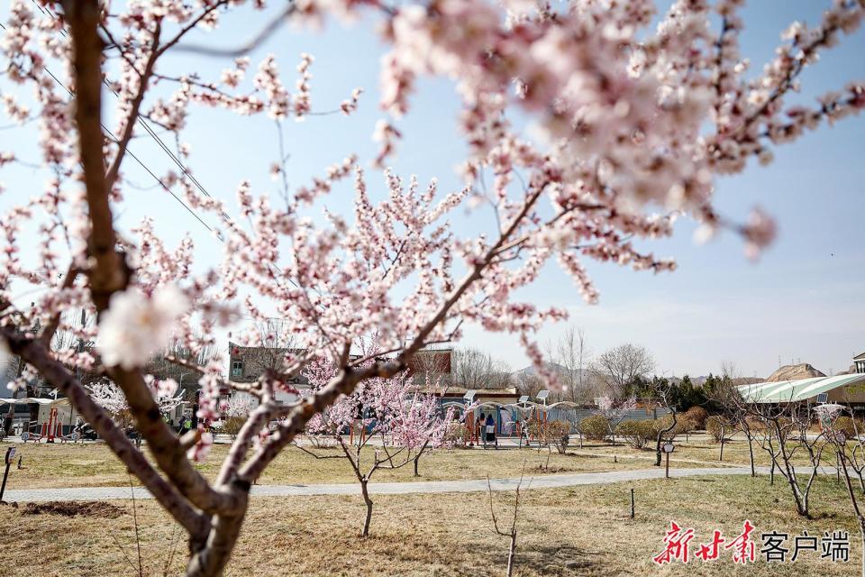 3月28日,游客在兰州市安宁区仁寿山生态文化旅游景区桃花园里拍照赏花