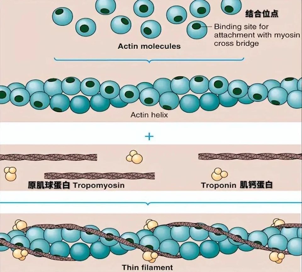 钙的结构示意图图片