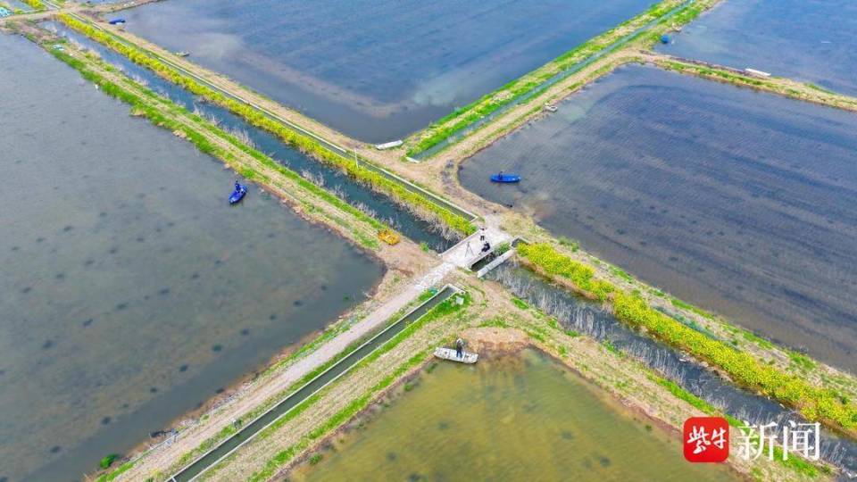 连云港灌南连片稻虾田勾勒水上春耕图