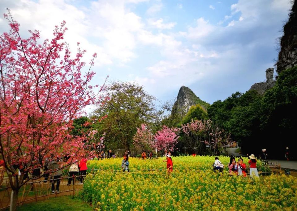 桂林可以期待一个世界级的花海吗?