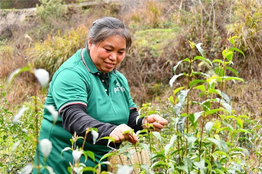 小叶苦丁茶种植图片