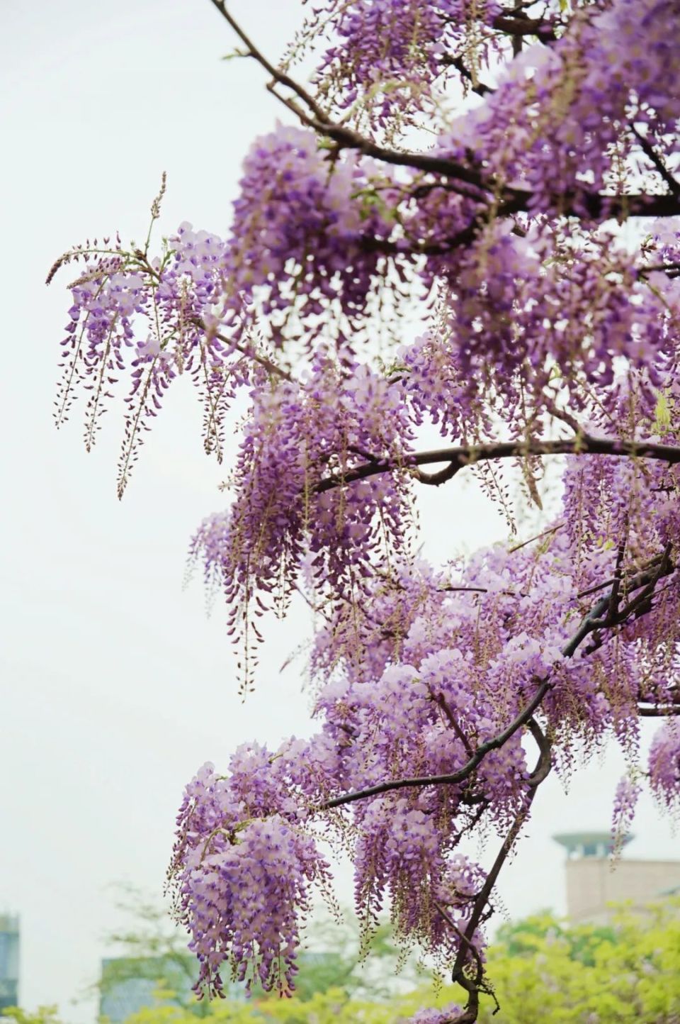 各种雨中花的图片图片