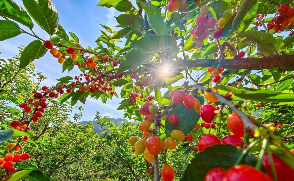 攀枝花观察 湛璐霜4月11日凌晨4点,攀枝花市米易县白马镇黄草村的果林