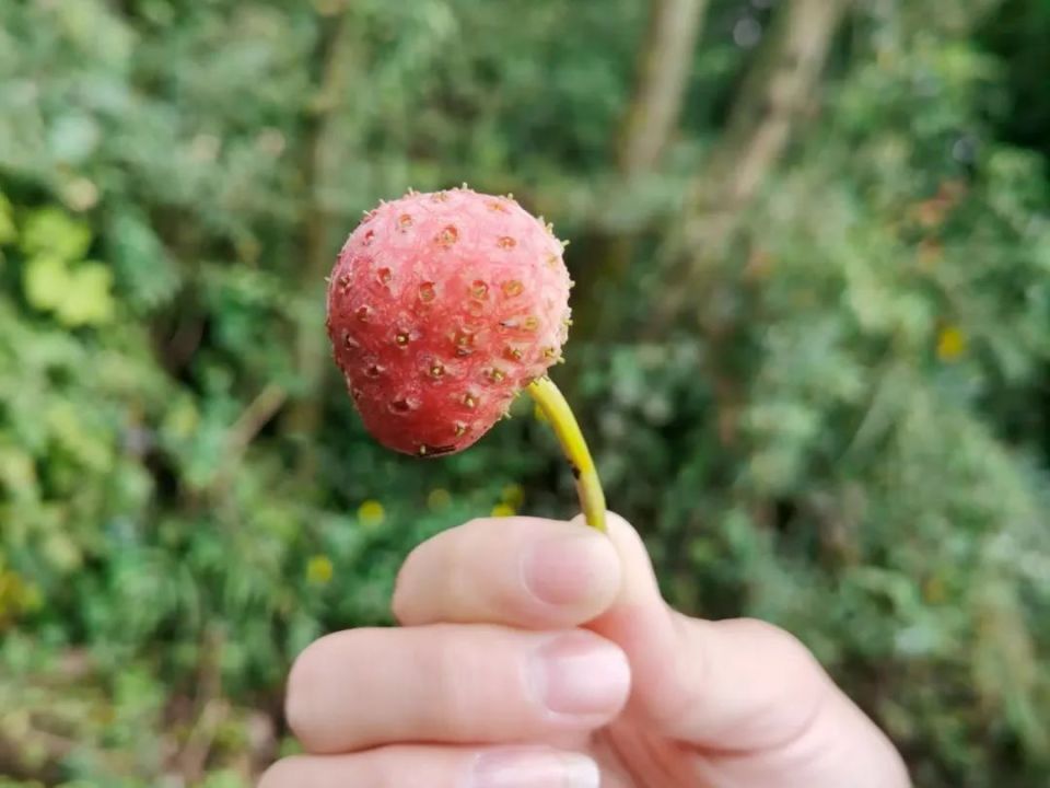 这种“山荔枝”快熟了，儿时常吃，如今30元/斤成稀罕货，别忘去采摘_腾讯新闻