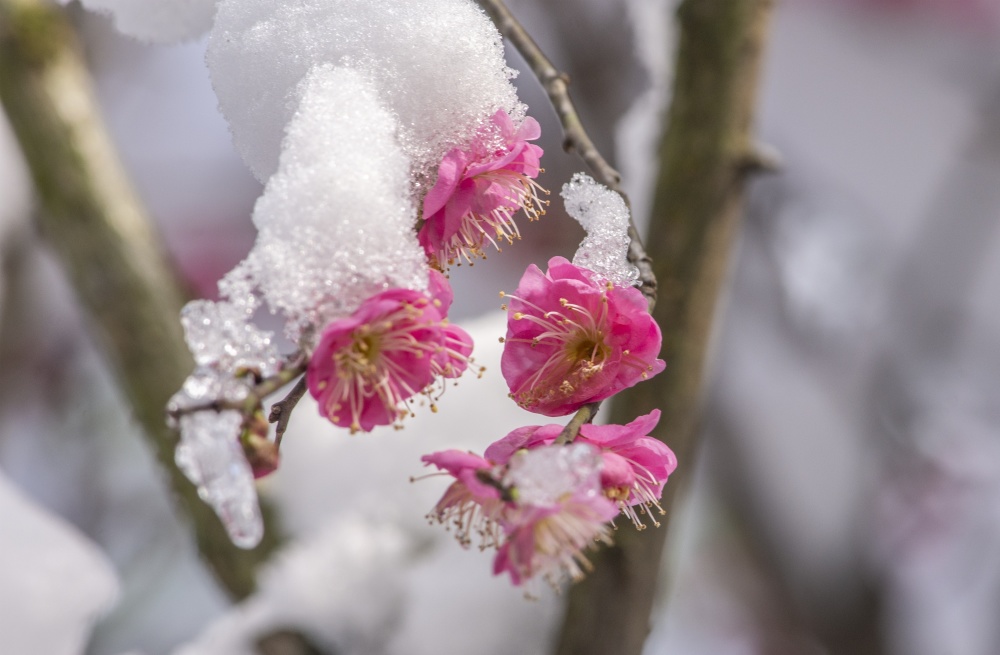 雪中红梅更娇艳