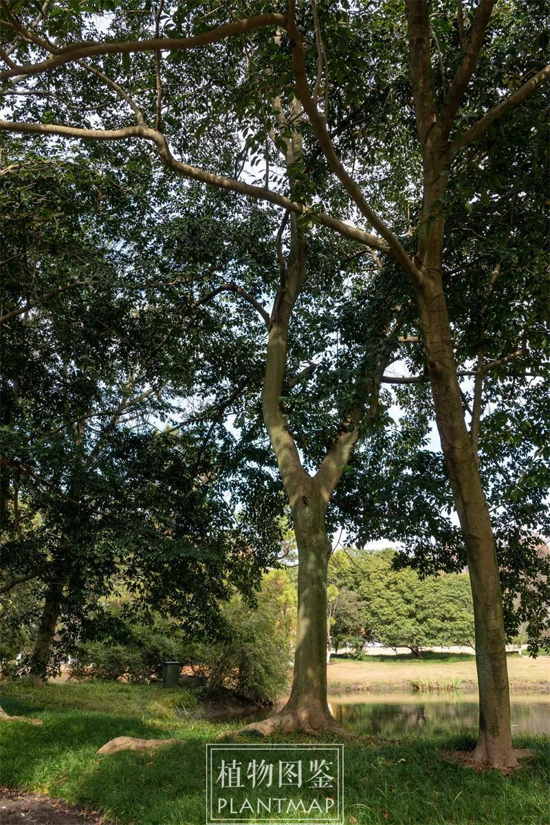 乐昌含笑也要加入春花盛会_腾讯新闻