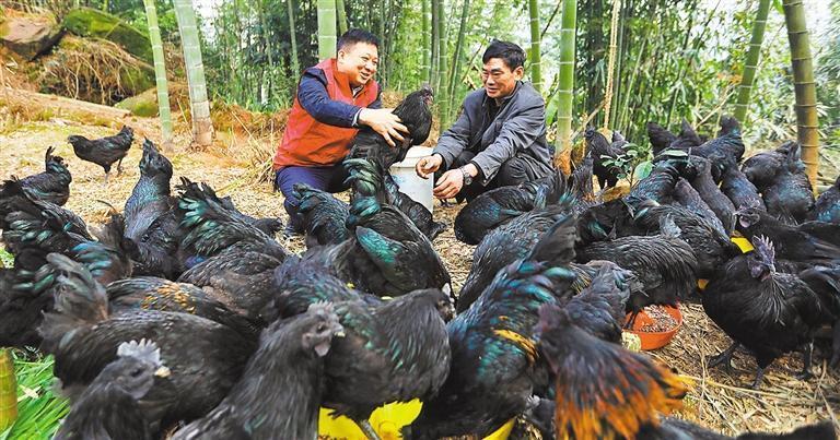 4月10日,河北省隆尧县北楼乡尚礼村千亩梨园,村民在放养大鹅.
