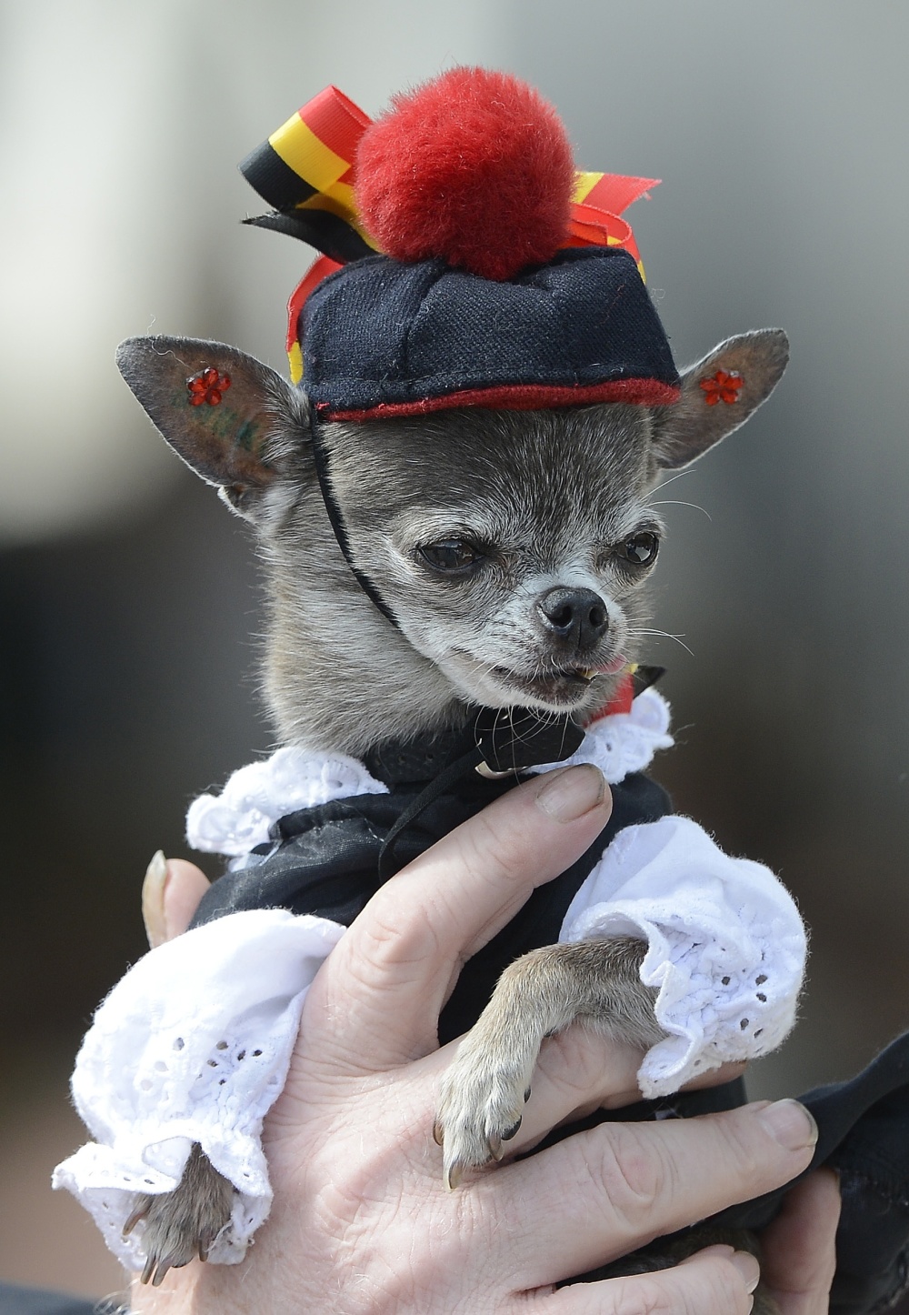 世界最矮狗身高914厘米