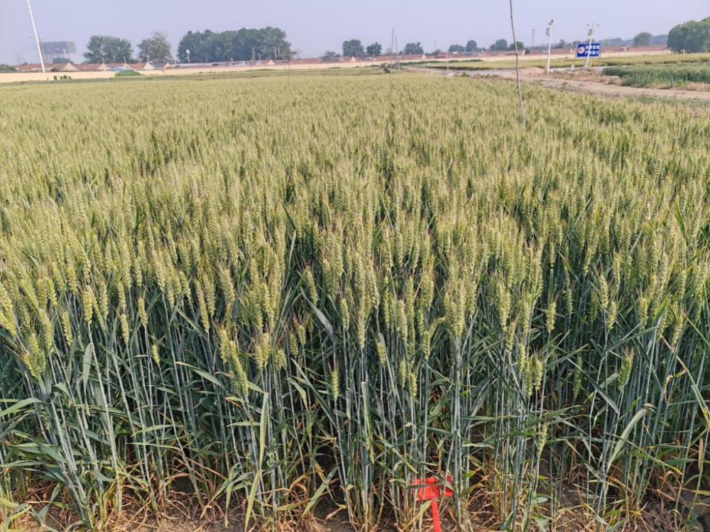 青岛彩色小麦又添一抹"蓝" ! "青研蓝麦1号"通过山东省审定