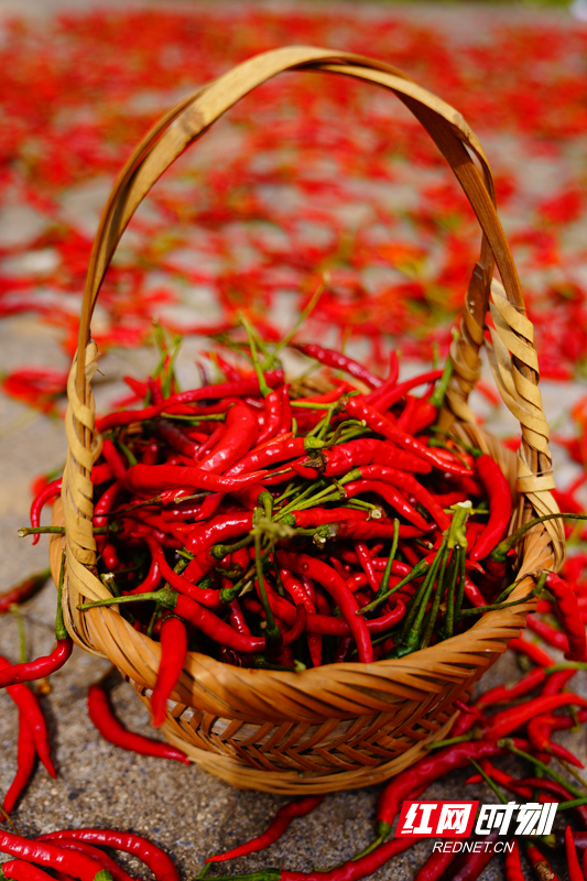 大冲辣椒,又名朝天椒和五爪辣椒,簇生朝天色泽红艳,皮薄肉脆香辣醇正
