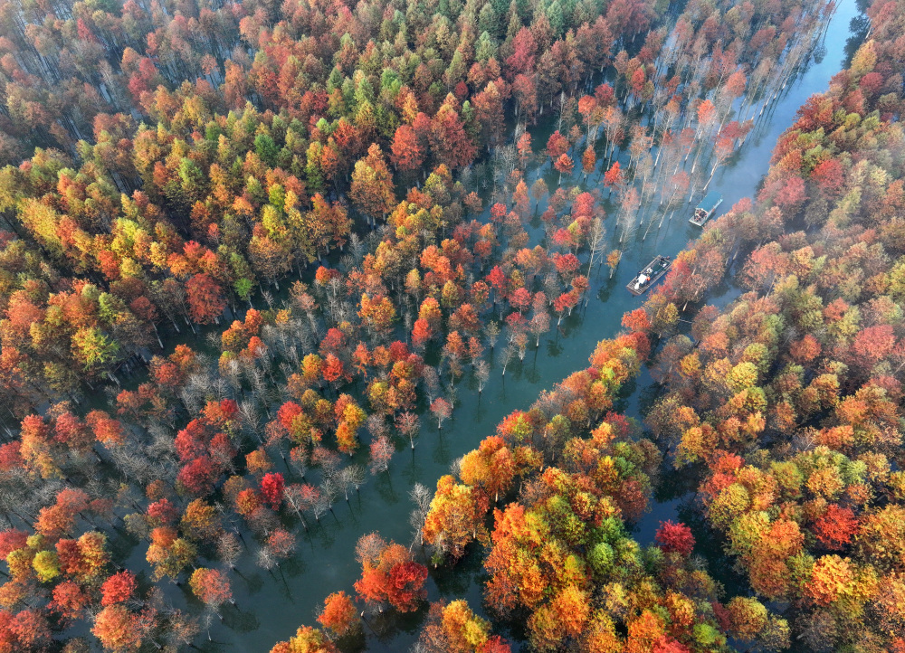 安徽宁国:冬日红杉林 缤纷似油画
