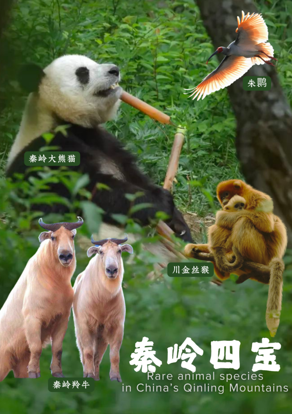 倒计时2天丨秦岭四宝萌宠天团集结完毕,8月2日,就等你来佛坪"吸"国宝!