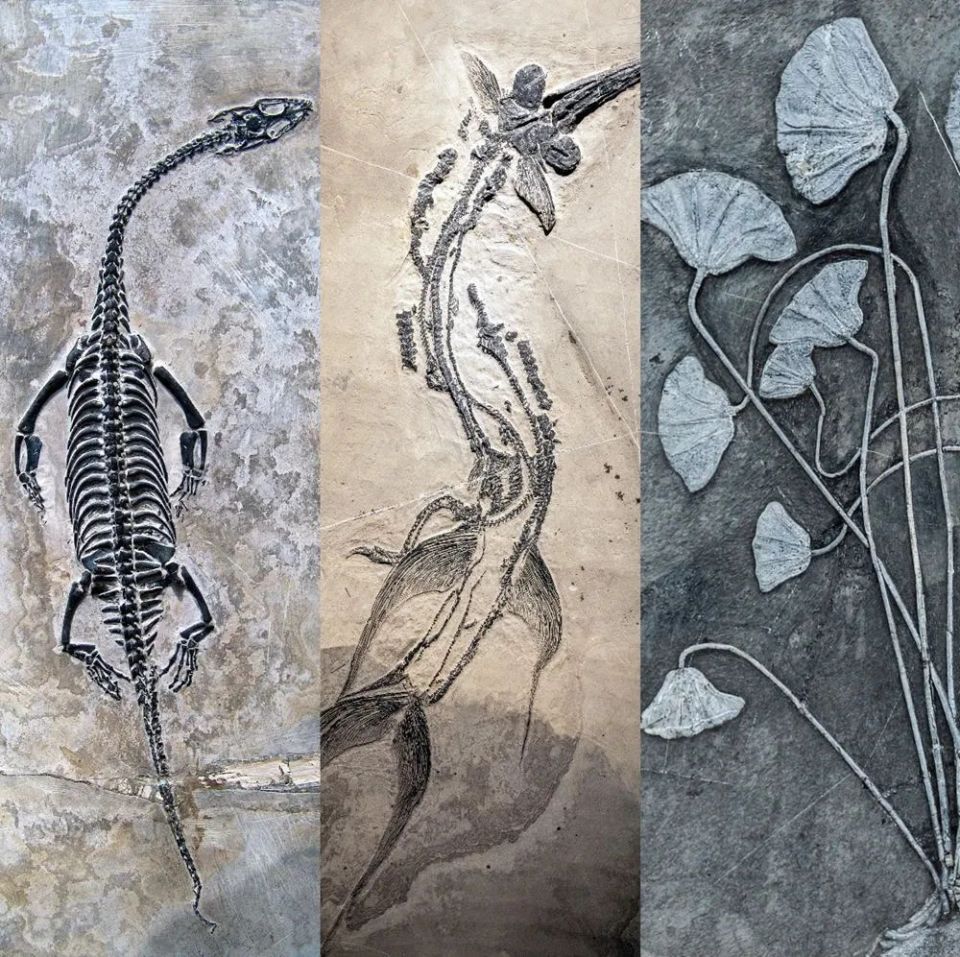 【文化中国行】兴义世界地质公园的"贵人"|我们与世界相约(中)