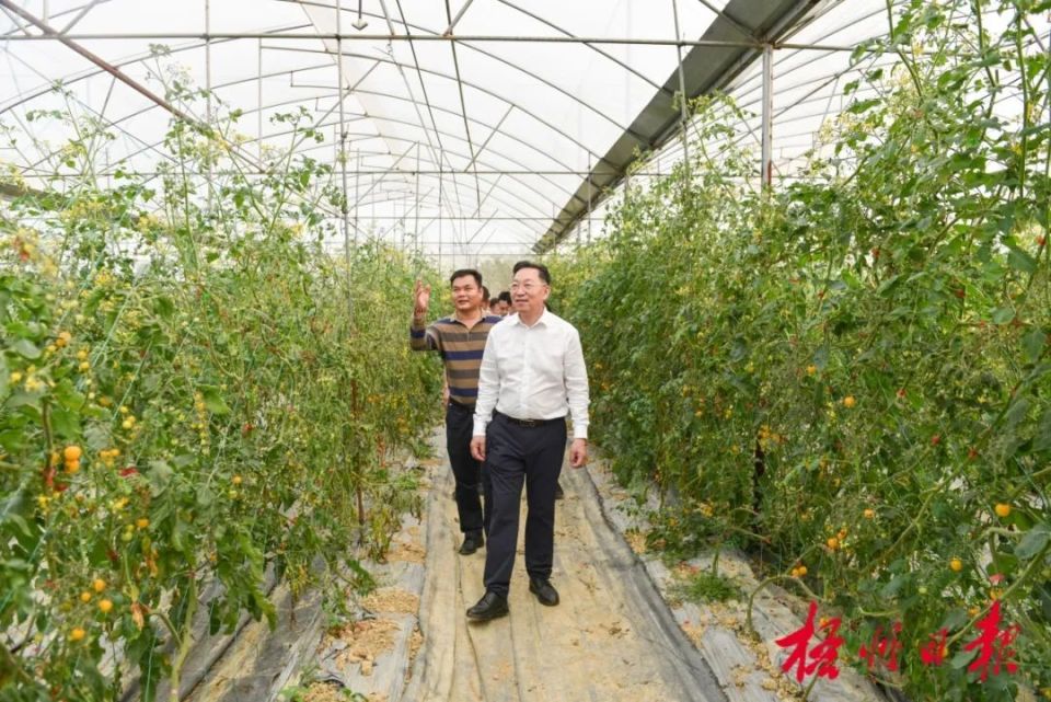 示范引领规模经营 大力发展设施农业丨李振品到万秀区检查春耕生产