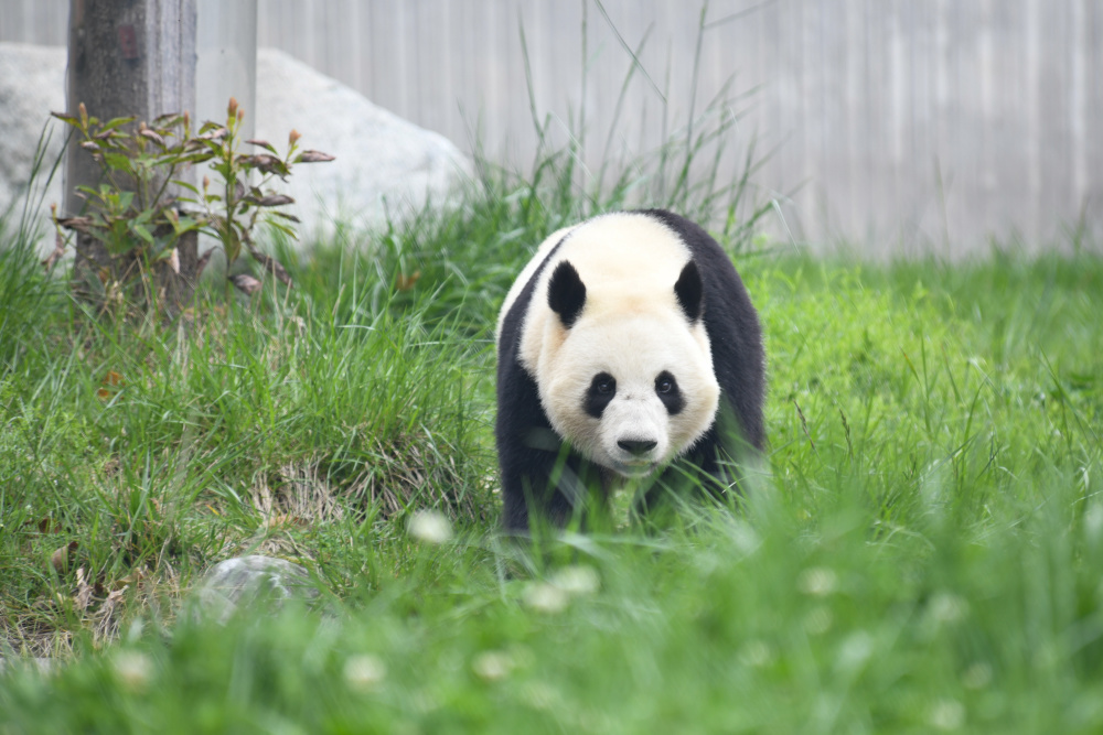 雌性,2021年5月31日出生于马来西亚国家动物园,目前在中国大熊猫保护