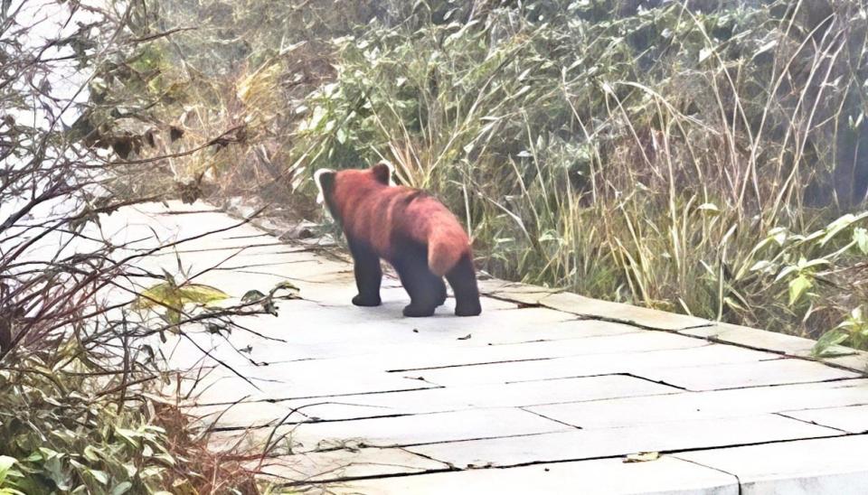 游客在峨眉山万佛顶邂逅小熊猫,冲镜头露脸后淡定离开