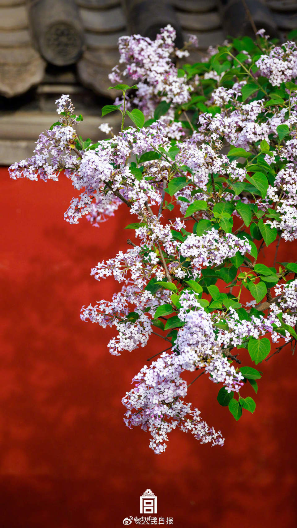 这么多好看的壁纸我只有一个手机好气