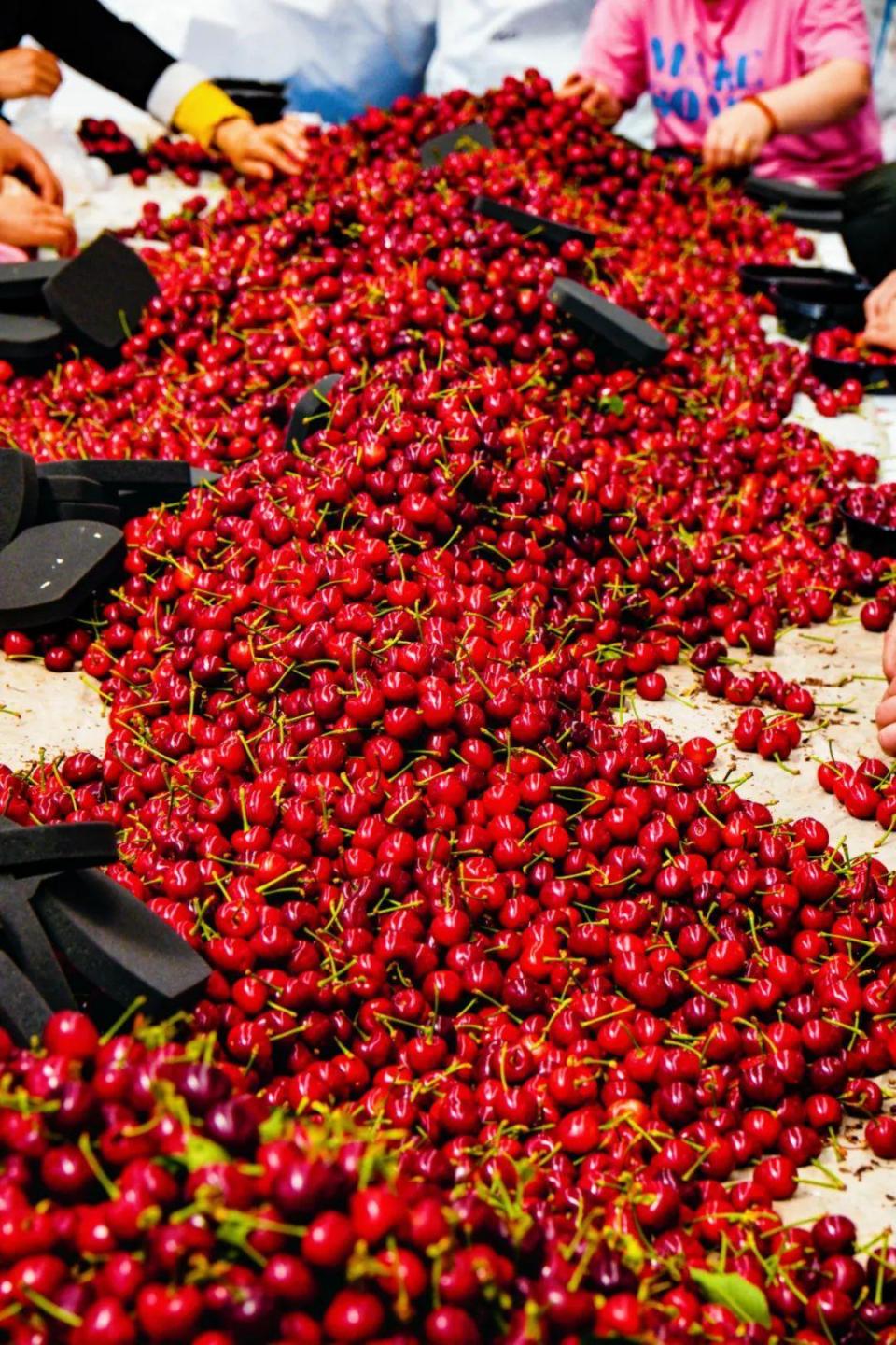 熟了!烟台大樱桃新鲜上市,甜蜜爆汁!