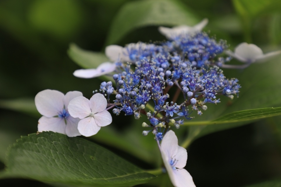 3万余株"绣球"开放!湖南省植物园2024"夏之恋"花展开幕