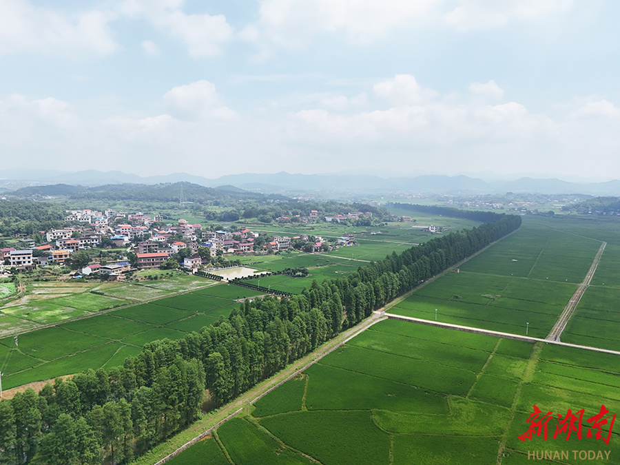 6月7日,祁东县白地市镇白地市村,田野绿意盎然,美不胜收,呈现出一幅