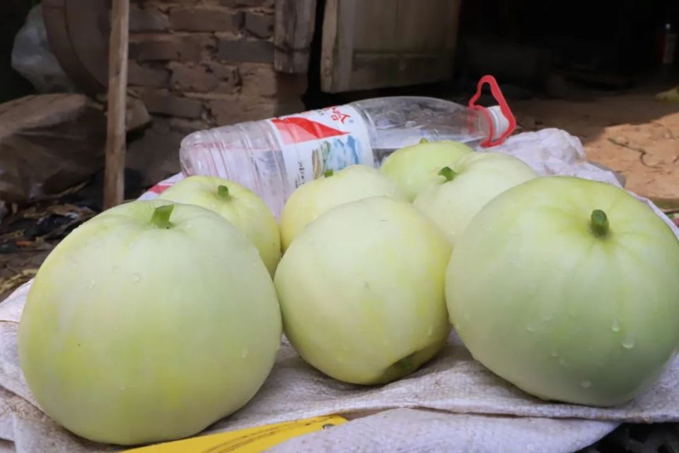 黄广安说:"今年3月份种的香瓜现在已经成熟,可以采收了,一亩能收获