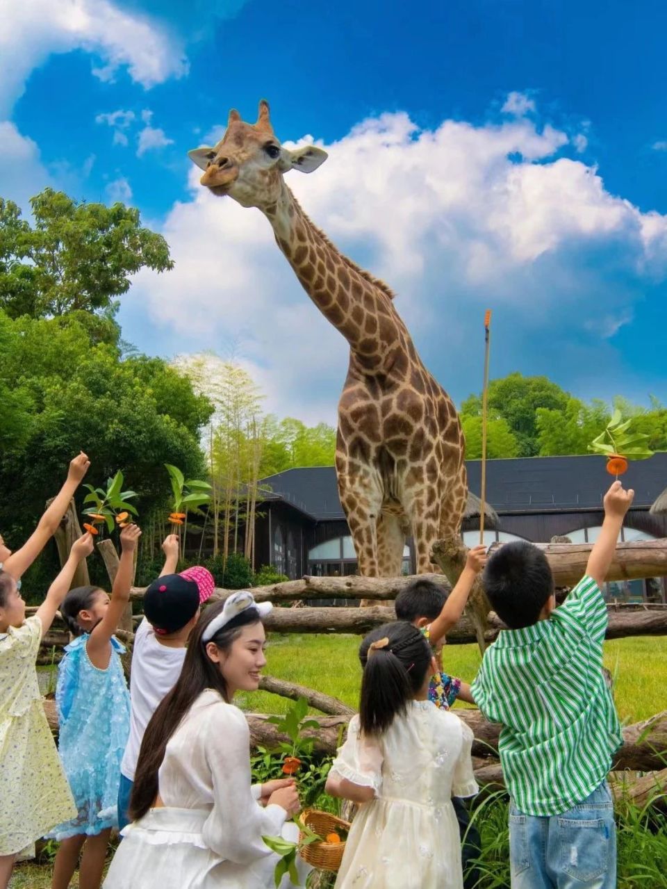 度假村免费住!长颈鹿喊你来这里嗨玩