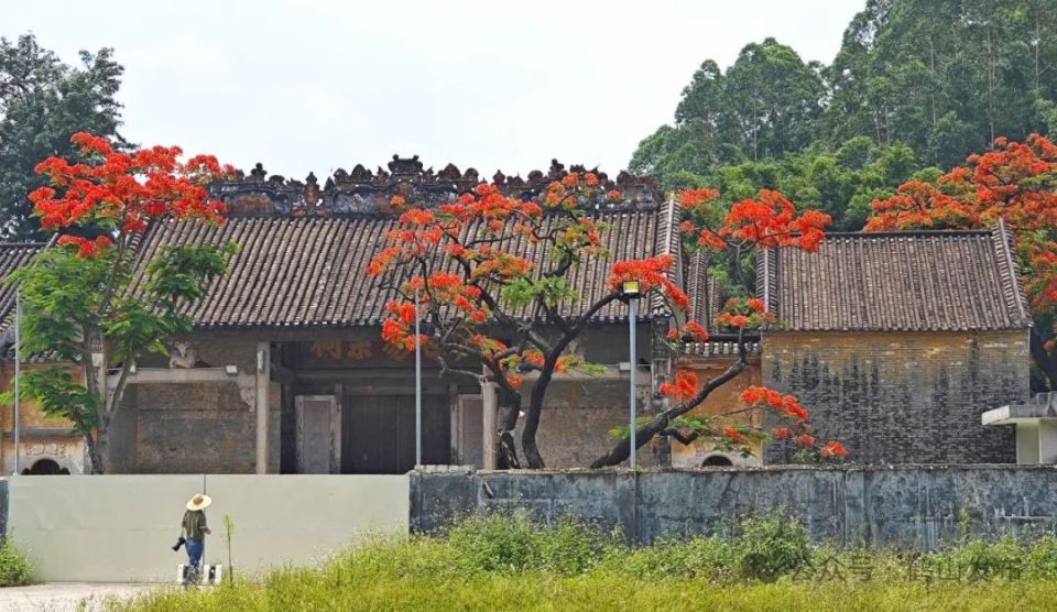 岭南气息与火红凤凰花交相辉映传统岭南建筑在二度桥李家成故居冯铭军