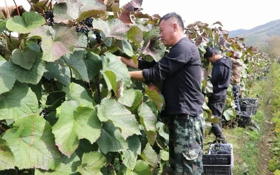 走进林口林业局有限公司胜利经营所的葡萄庄园,翠绿的果子一团团,一簇