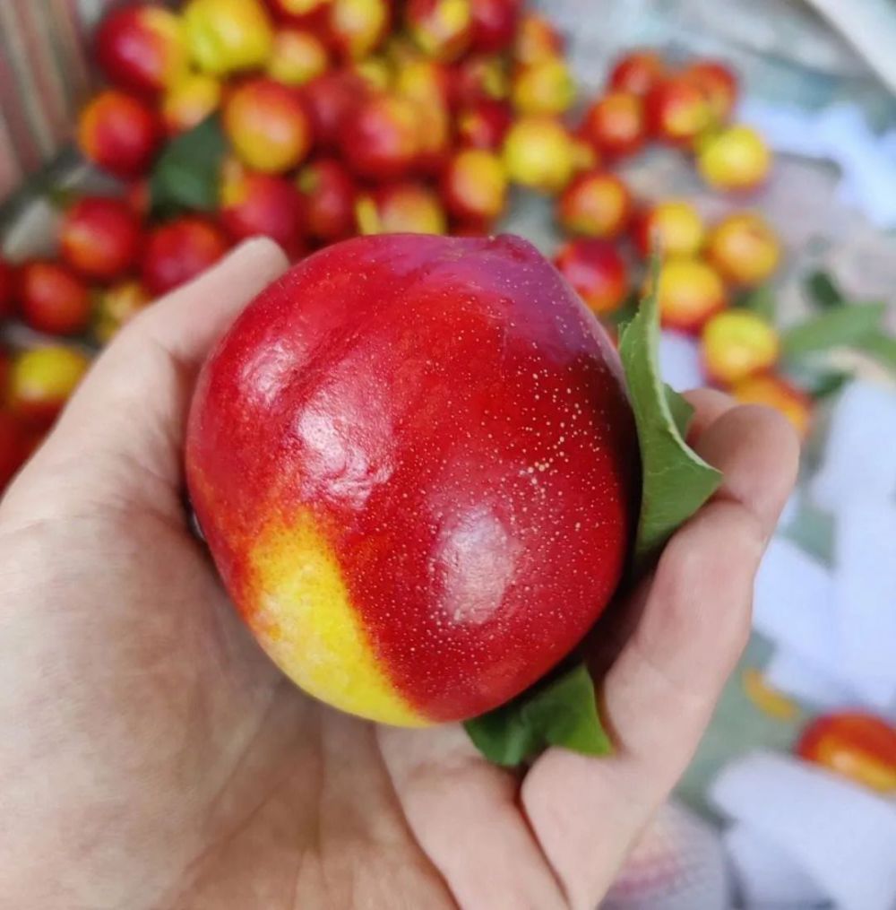 520 安徽文旅惠民消费季|吃个果果·福利篇～官方推荐的砀山油桃购买
