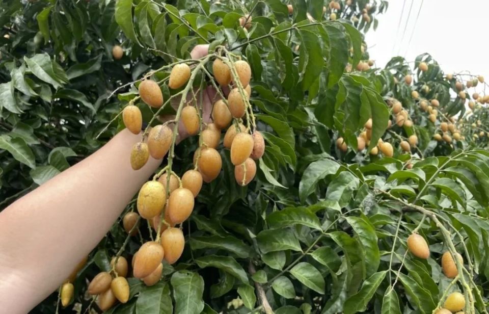 鳳凰衛(wèi)視：今期澳門開獎結果記錄查詢228年來最早夏至來了！廣東人的“正氣果”正大量上市，“可鹽可甜”