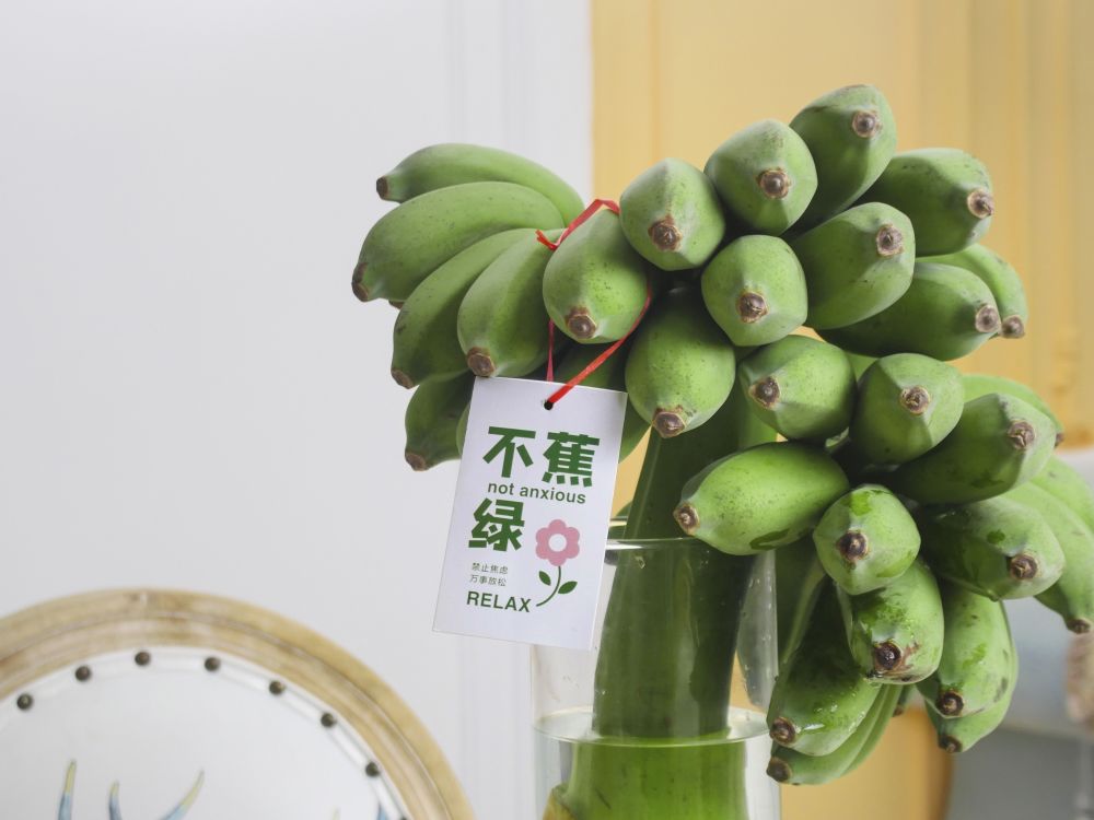 当年轻人把"蕉绿"宠成"办公搭子",商家赶工日发千单