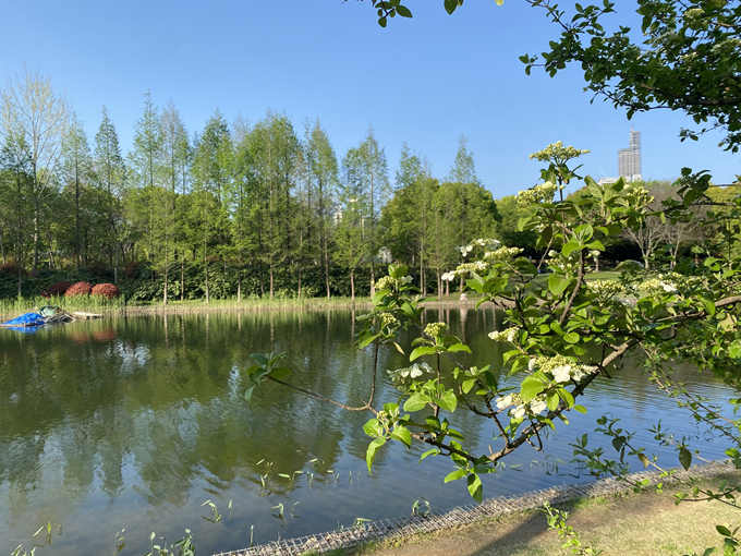 南京滨江公园春光无限四月天玉树映水蝶戏花