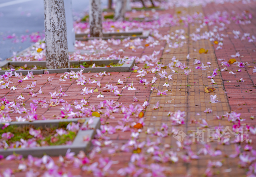 一夜春雨紫荆花落也是一幅美景