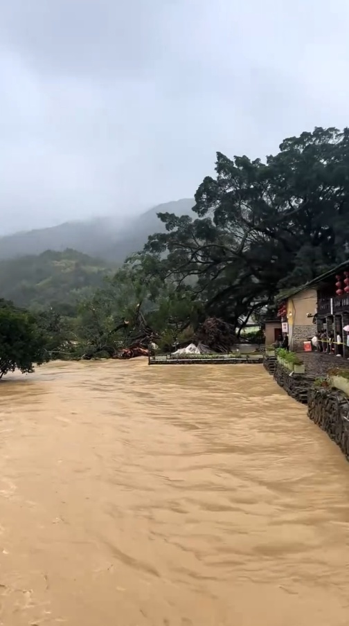 福建土楼景区“云水谣”600多年古榕树被洪水冲断，附近商户和当地管委会回应