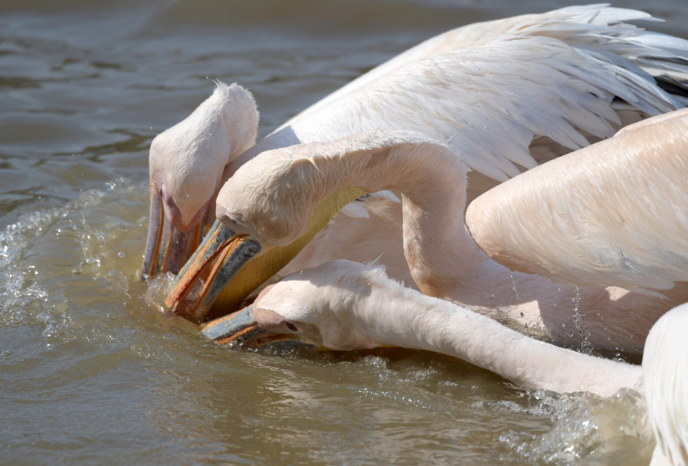 自由飞翔 温暖栖息:非洲鹈鹕安家大湾区_腾讯新闻