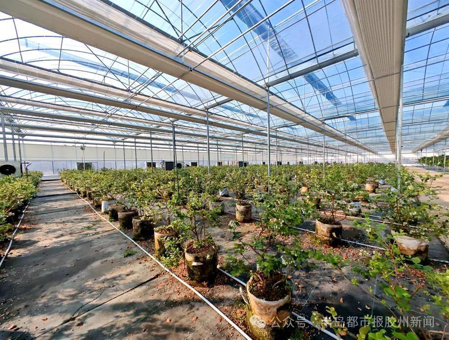 上合清水湾数字农业示范园引领胶州市数字农业发展