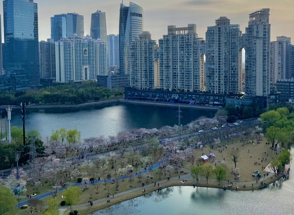 武汉西北湖广场网红樱花林连片盛放:人少树多,可赏夜樱,不少樱花树为
