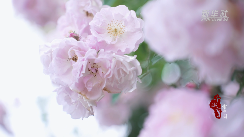 千城百县看中国|福建周宁:蔷薇花满架 不语已倾城