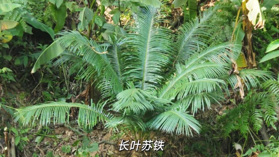 植物界的"大熊猫",红河苏铁野外回归数量达3860株啦