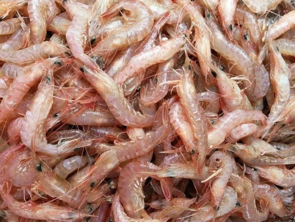 鹰爪虾,与春花一起"绽放"的鲜美滋味_腾讯新闻