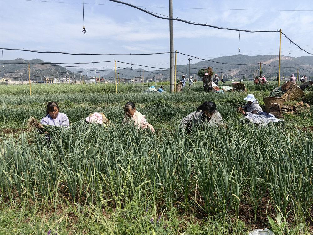 富源新街蔬菜种植基地兴一项产业活一方经济富一方群众