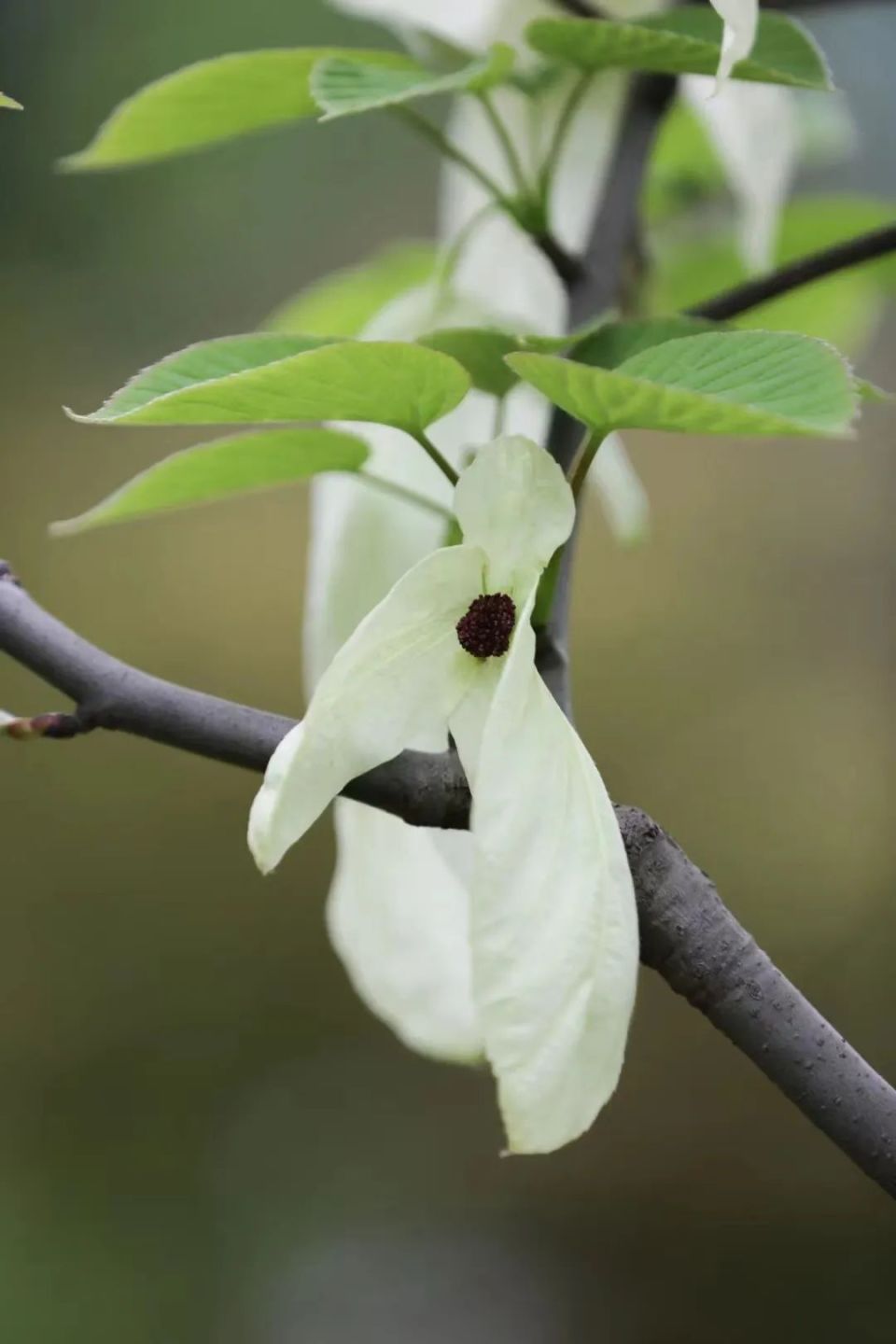 2024成都世园会即将开幕来都江堰看看吉祥物桐妹儿原型吧