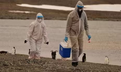h5n1禽流感:死亡率直逼52%,我们如何预防可能的大流行?