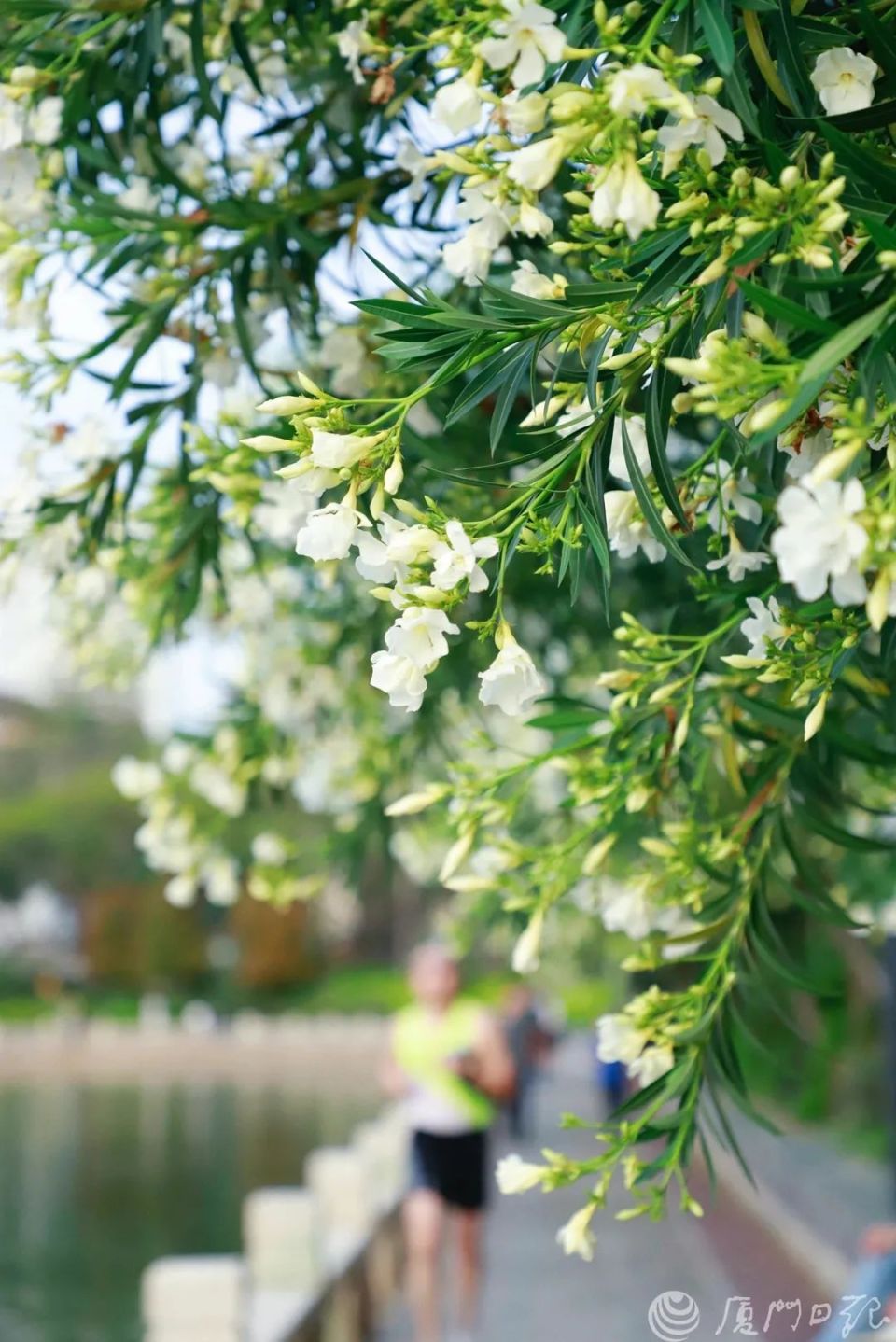 白花夹竹桃(资料图张宁 摄)一般情况下纯粹观赏是没事的市民切记不要