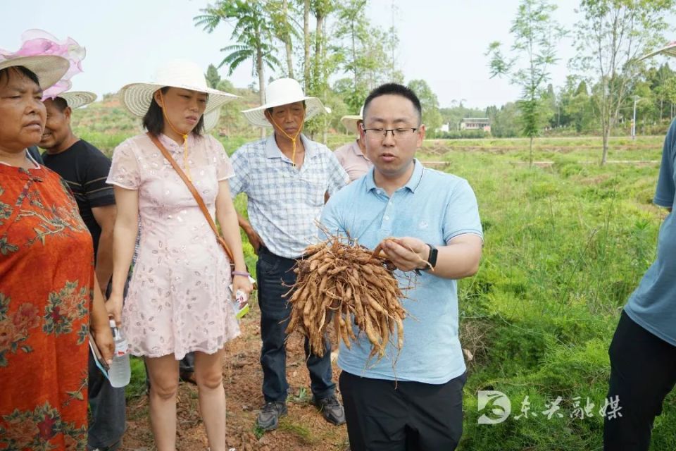 [南方生姜网-图片加载]